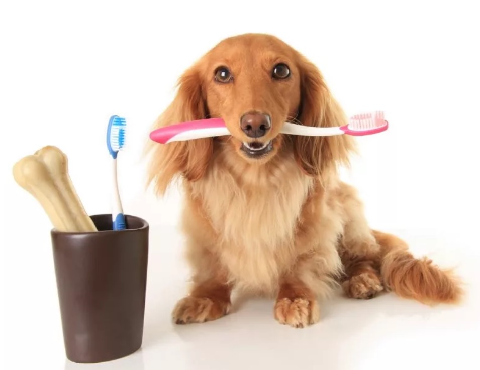 Лечение и профилактика образования зубного камня у животных