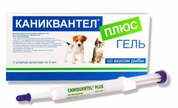 Каниквантел: антигельминтик для собак и кошек