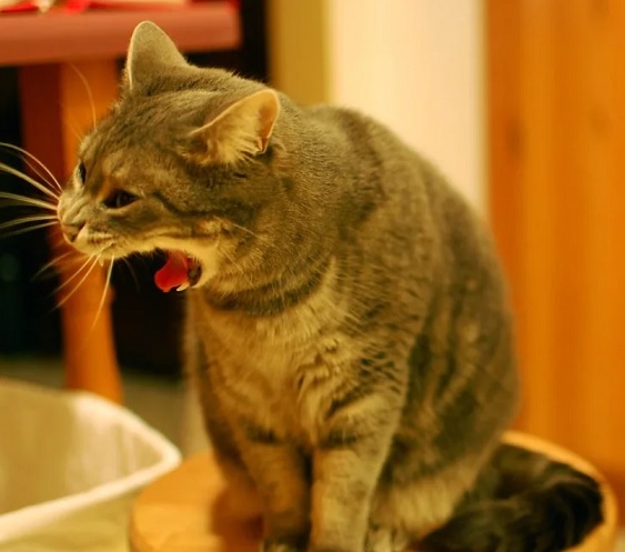 почему блюет кот