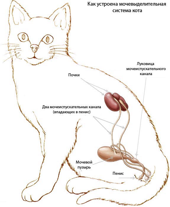 Хроническая болезнь почек у кошек