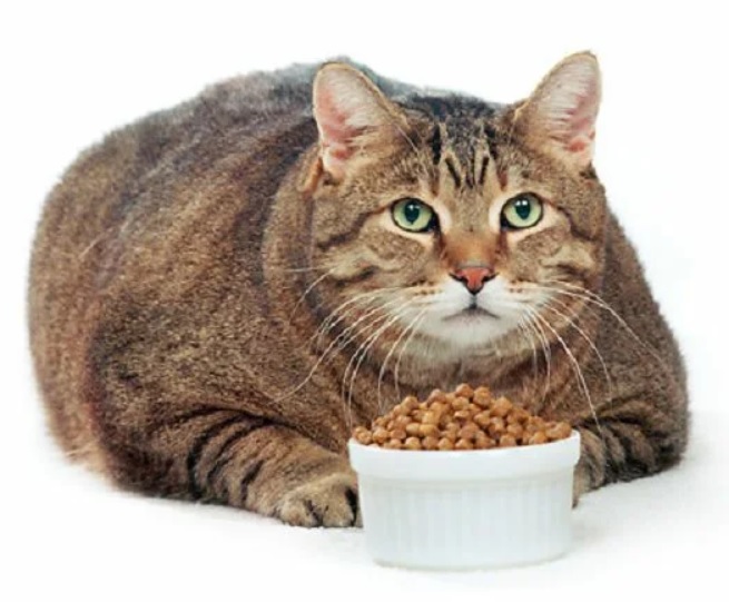 Заболевания кошек и собак, связанный с лишним весом
